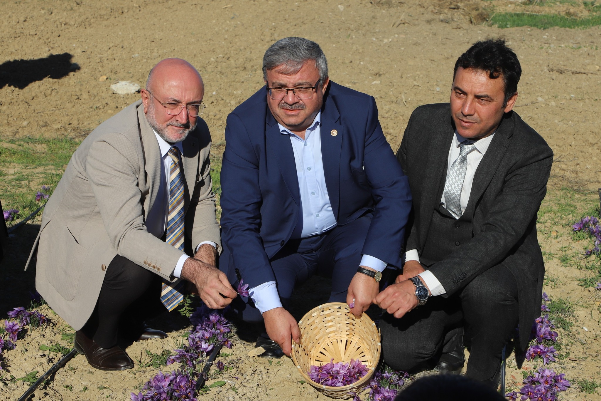 AFSÜ’de Safran Hasadı Etkinliği Gerçekleştirildi