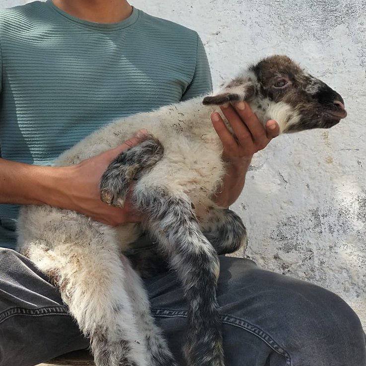 Beş Bacaklı Kuzu Doğdu