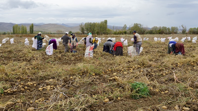 Şuhut’ta Patates Hasadında Son Günler