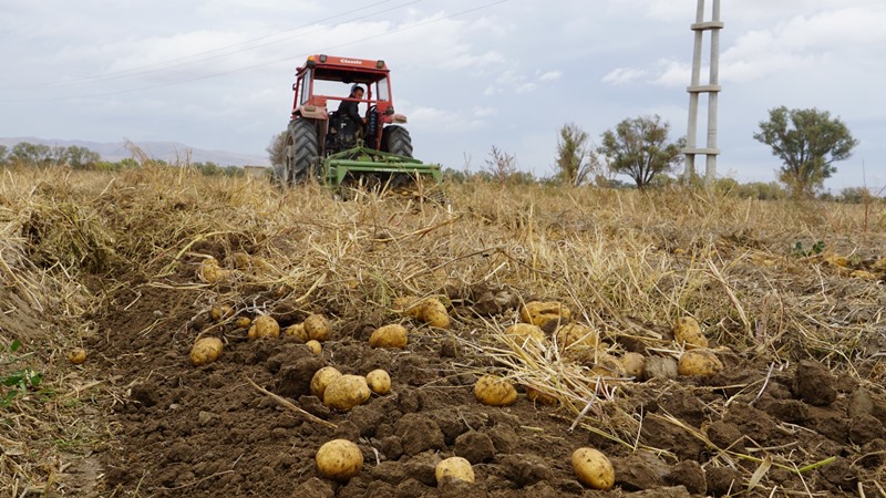 Şuhut’ta Patates Hasadında Son Günler