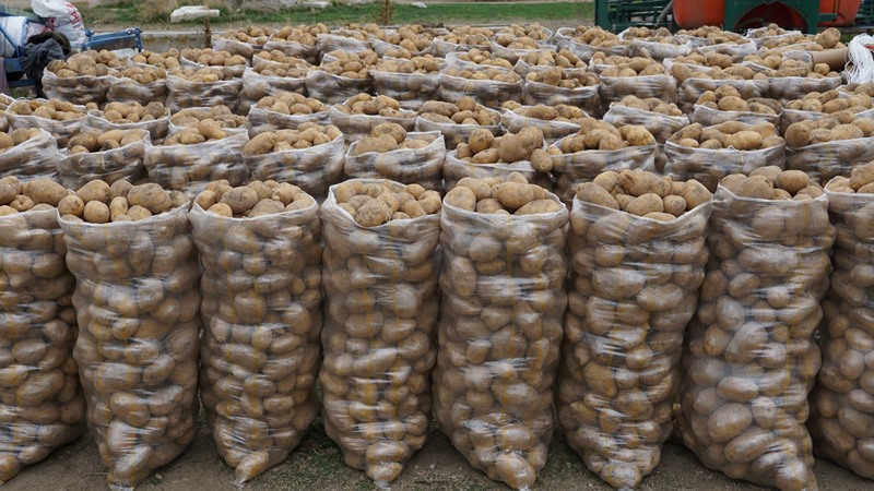 Şuhut’ta Patates Hasadında Son Günler