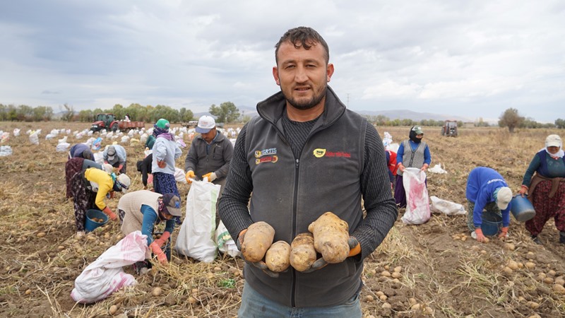 Şuhut’ta Patates Hasadında Son Günler