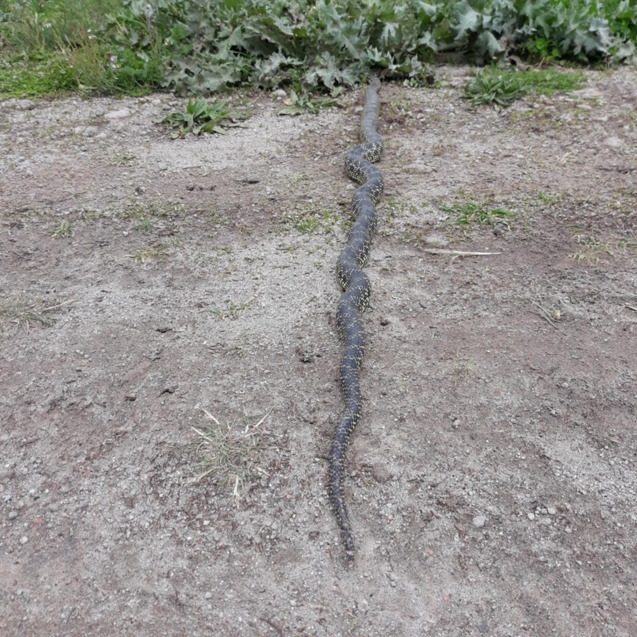 Afyon Şuhut'ta Doğa Uyarısı: Engerek Yılanı Yaylada!