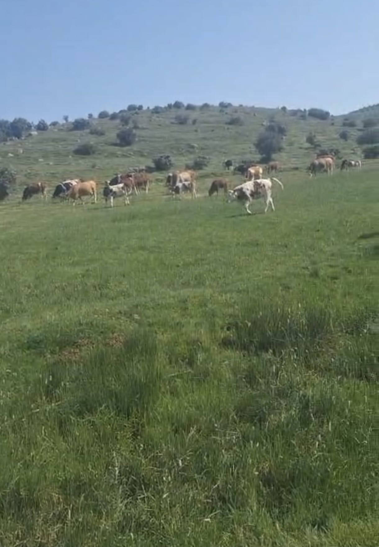 Afyon Şuhut'ta Doğa Uyarısı: Engerek Yılanı Yaylada!