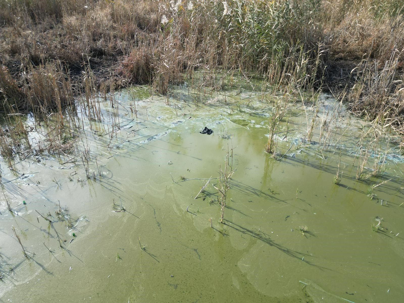 Canlıların Yuvası, Çöplerin Mekânı Oldu: Eber Gölü Kurtarılmayı Bekliyor