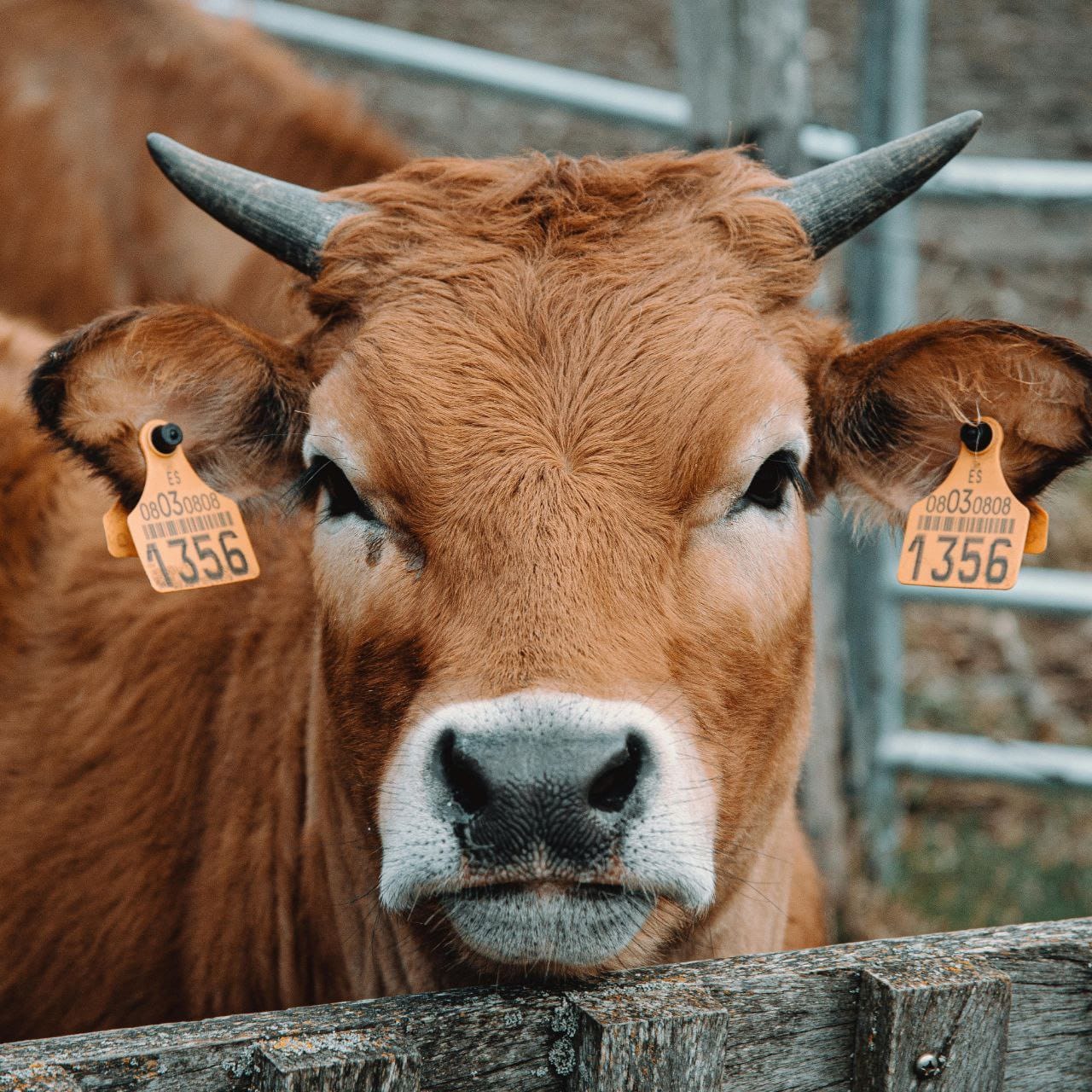 Küpe Eksikliği Nedeniyle Kabul Reddedildi!