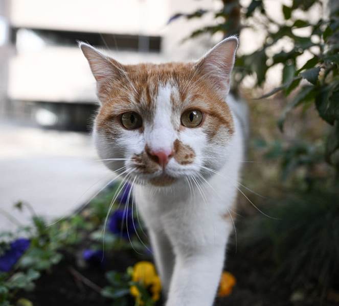 Evcil Hayvan Sahipleri İçin Kritik Tarih!