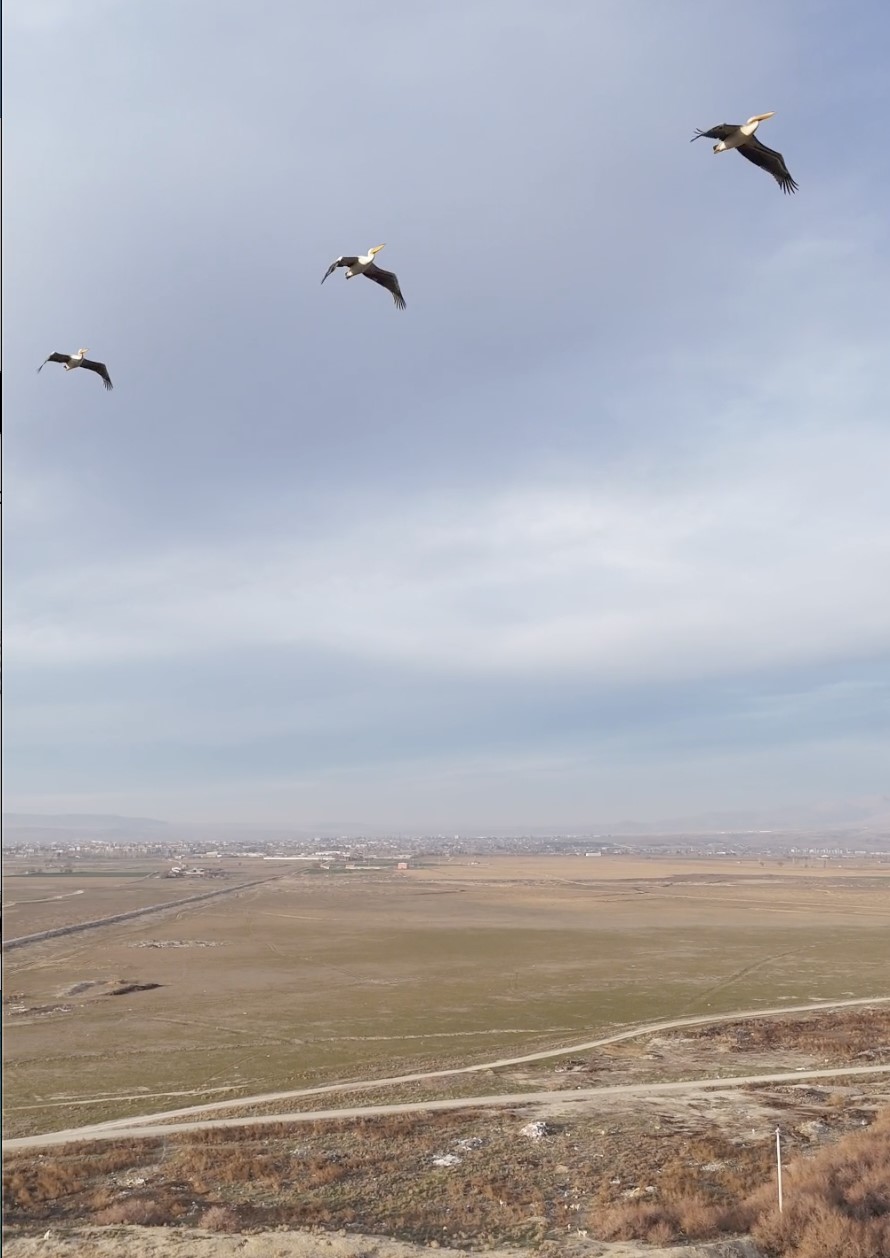 Göç Takvimi Değişti: Pelikanlar Bu Kez Afyon’da Görüldü