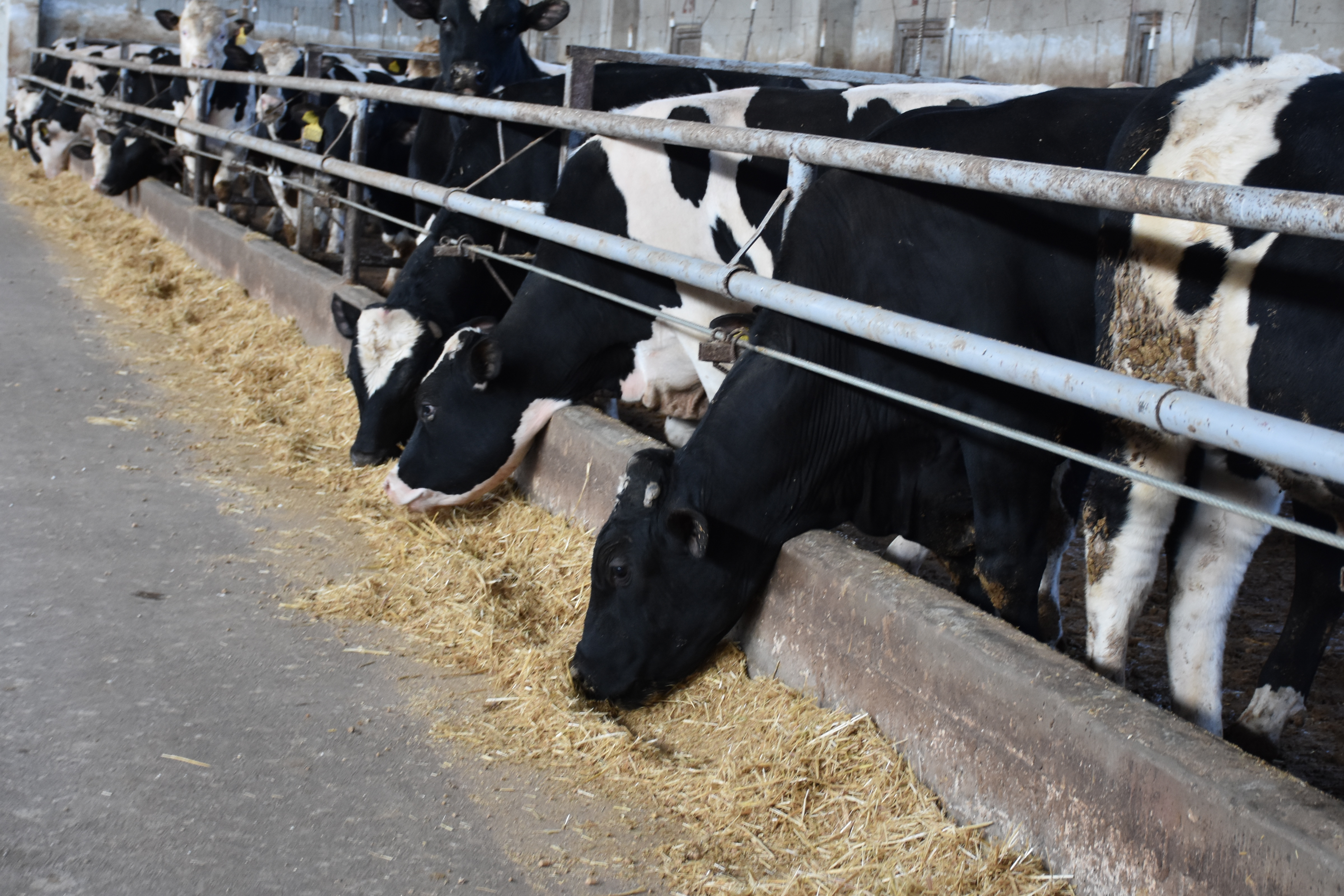Afyonkarahisarlı Kadın Girişimci TKDK Desteğiyle Hayvancılık Üssü Kurdu