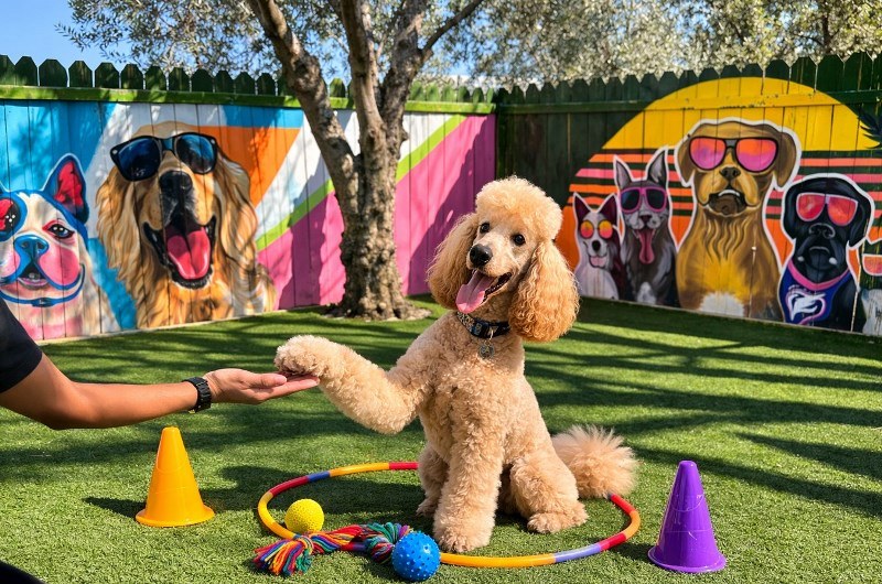 Şanslı Köpekler Bayramı Otelde Geçirecek