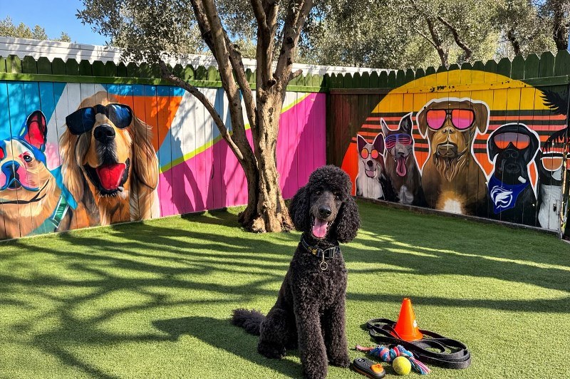 Şanslı Köpekler Bayramı Otelde Geçirecek