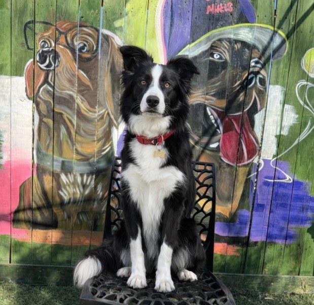 Şanslı Köpekler Bayramı Otelde Geçirecek