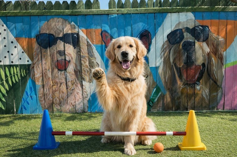 Şanslı Köpekler Bayramı Otelde Geçirecek