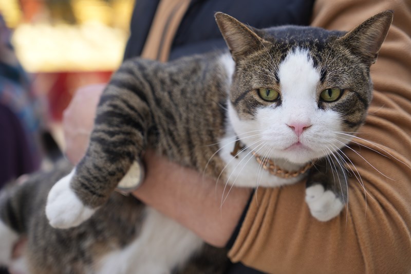 10 Kiloluk Cüssesi İle Görenlerin Dikkatini Çekiyor