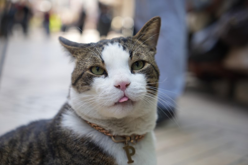 10 Kiloluk Cüssesi İle Görenlerin Dikkatini Çekiyor