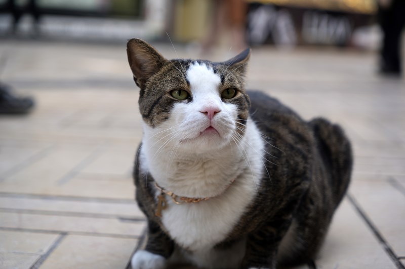 10 Kiloluk Cüssesi İle Görenlerin Dikkatini Çekiyor