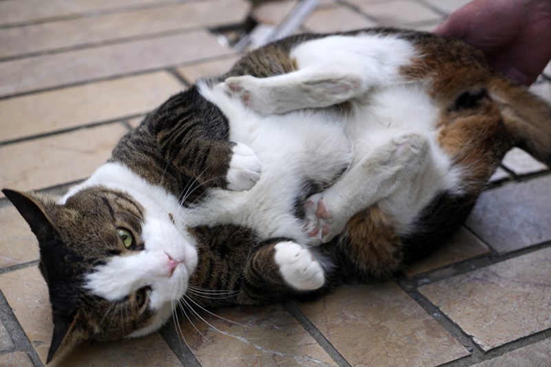 10 Kiloluk Cüssesi İle Görenlerin Dikkatini Çekiyor