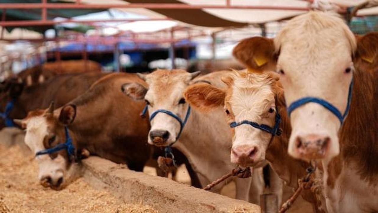 2026 Kurbanlık Fiyatları Küçükbaş Ve Büyükbaşta Güncel Rakamlar