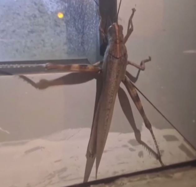 25 Santimetrelik Etçil Çekirge Şaşkına Çevirdi!