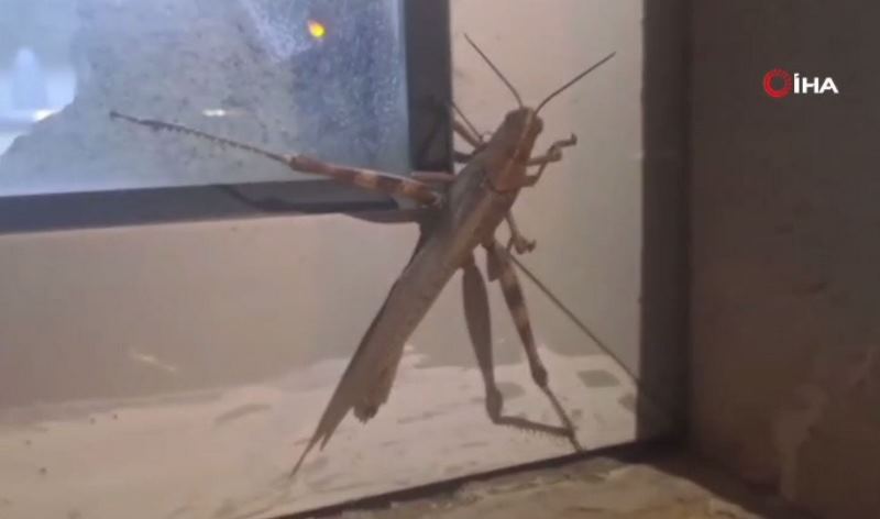 25 Santimetrelik Etçil Çekirge Şaşkına Çevirdi!
