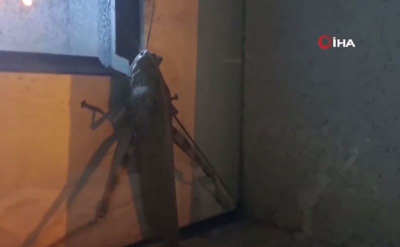 25 Santimetrelik Etçil Çekirge Şaşkına Çevirdi!