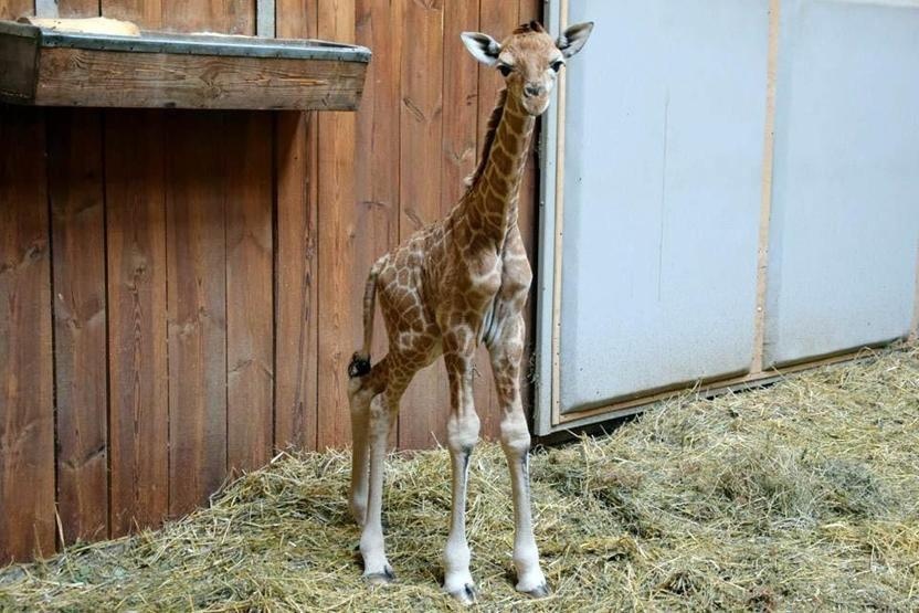 Türkiye’de Doğan İlk Zürafa! Adını Halk Koyacak