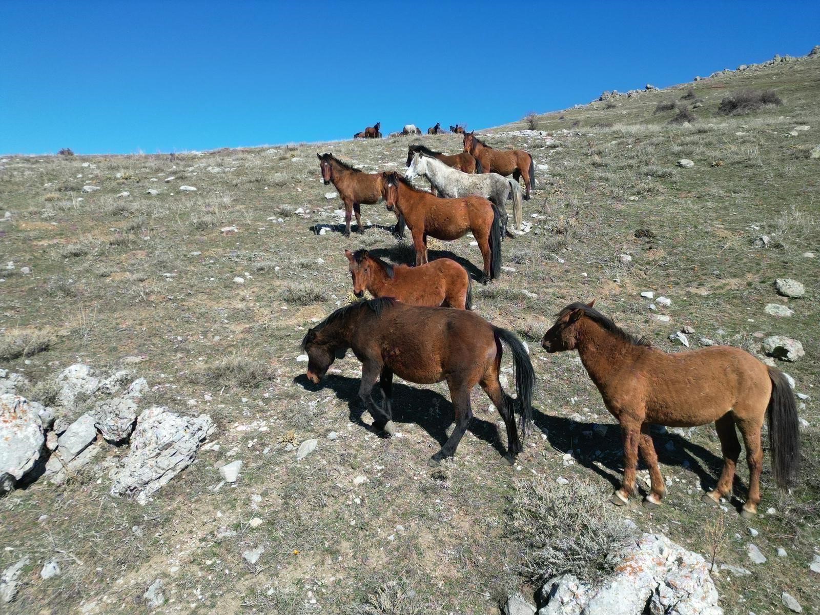 Afyonkarahisar’da Yılkı Atları Baharla Birlikte Yaylalardan İndi