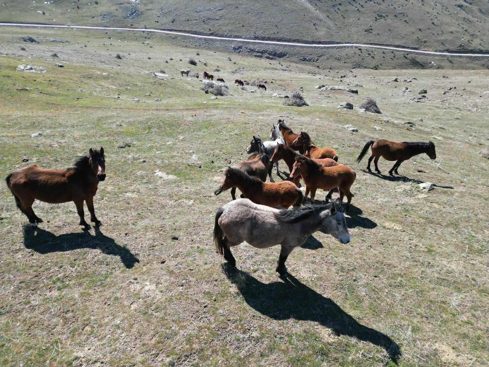 Afyonkarahisar’da Yılkı Atları Baharla Birlikte Yaylalardan İndi