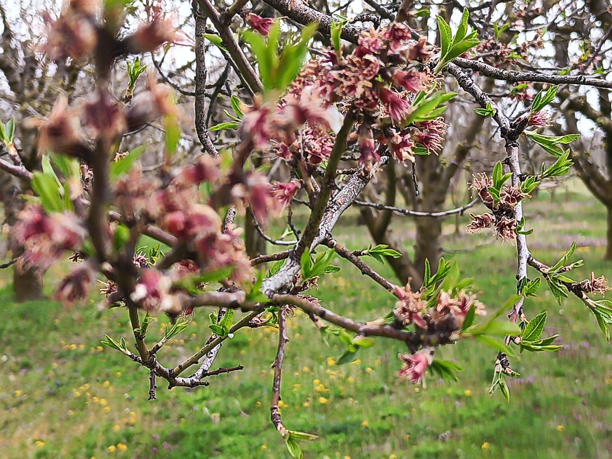 Sultandağı’nda Zirai Don Felaketi: Kayısı ve Erikte Büyük Kayıp