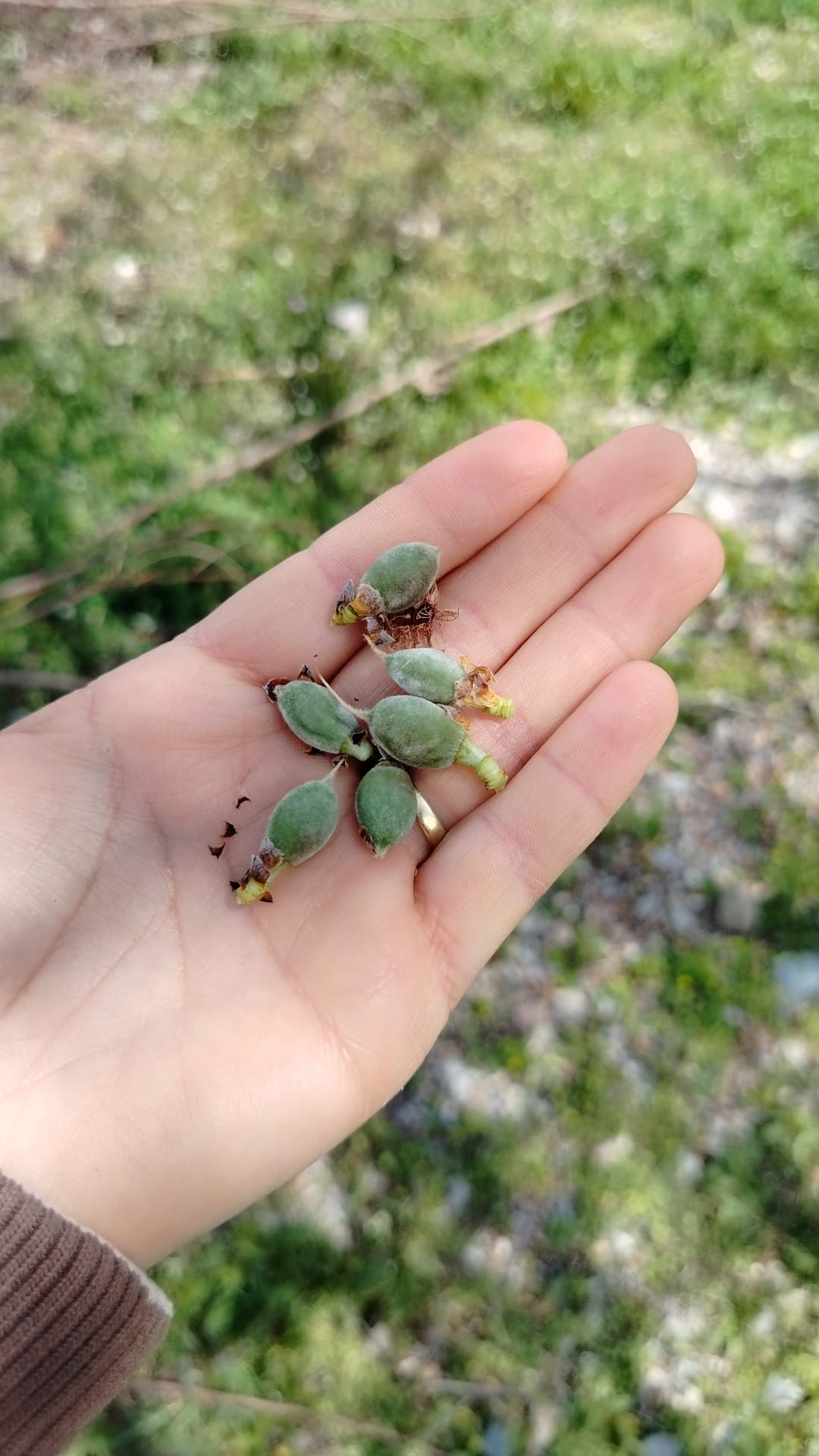 Sultandağı’nda Zirai Don Felaketi: Kayısı ve Erikte Büyük Kayıp