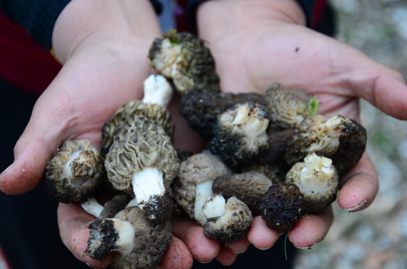 Dağlardan Toplanıyor, Kilosu 1.500 TL’ye Kapış Kapış Satılıyor!