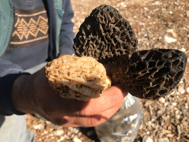 Dağlardan Toplanıyor, Kilosu 1.500 TL’ye Kapış Kapış Satılıyor!