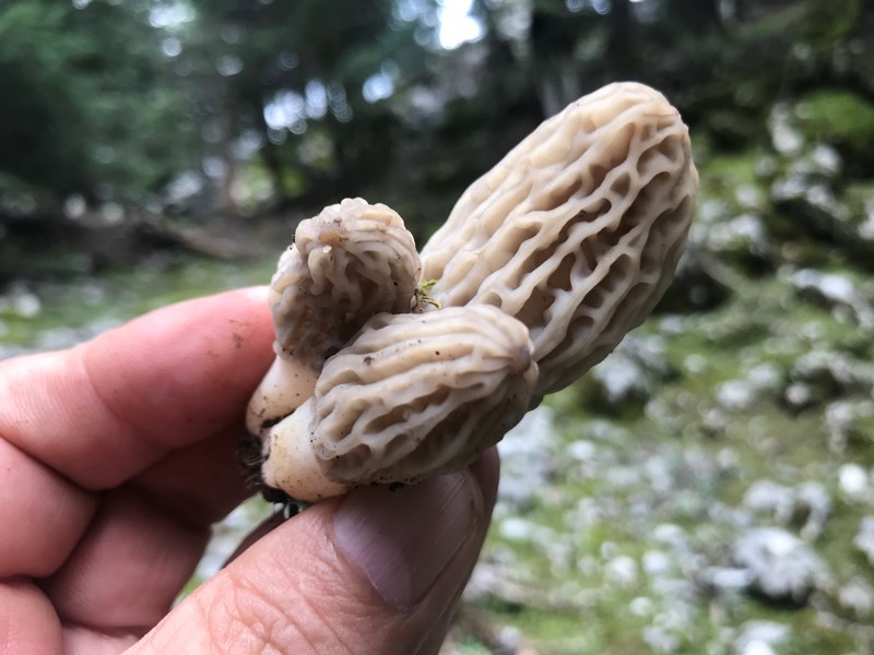 Dağlardan Toplanıyor, Kilosu 1.500 TL’ye Kapış Kapış Satılıyor!