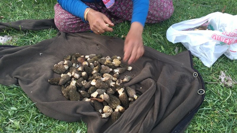 Dağlardan Toplanıyor, Kilosu 1.500 TL’ye Kapış Kapış Satılıyor!