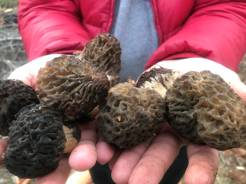 Dağlardan Toplanıyor, Kilosu 1.500 TL’ye Kapış Kapış Satılıyor!