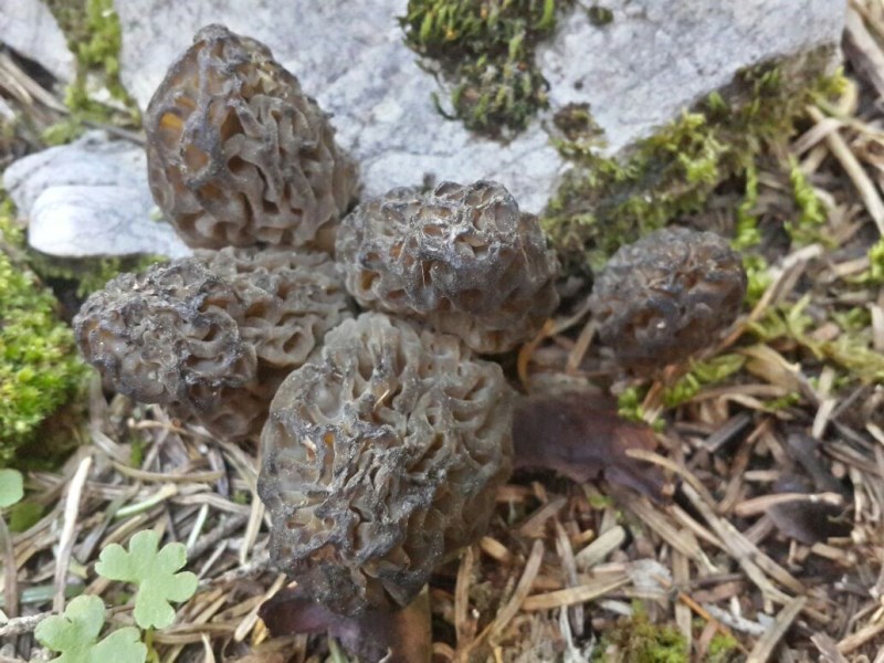 Dağlardan Toplanıyor, Kilosu 1.500 TL’ye Kapış Kapış Satılıyor!