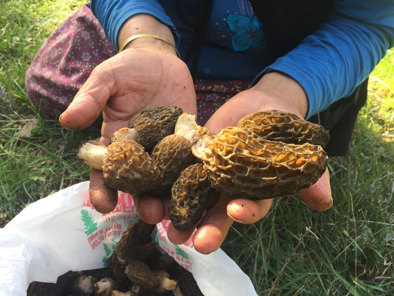 Dağlardan Toplanıyor, Kilosu 1.500 TL’ye Kapış Kapış Satılıyor!