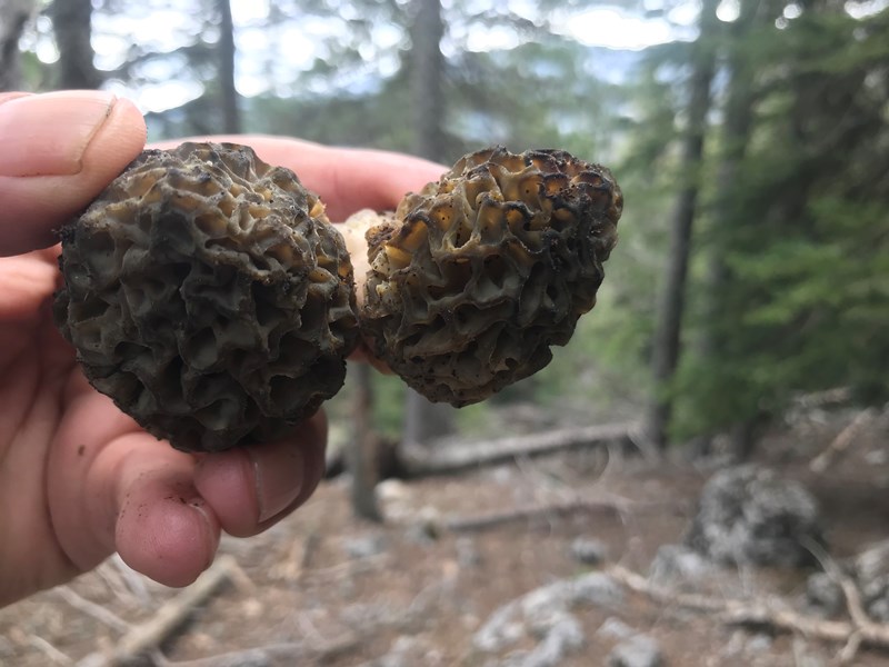 Dağlardan Toplanıyor, Kilosu 1.500 TL’ye Kapış Kapış Satılıyor!