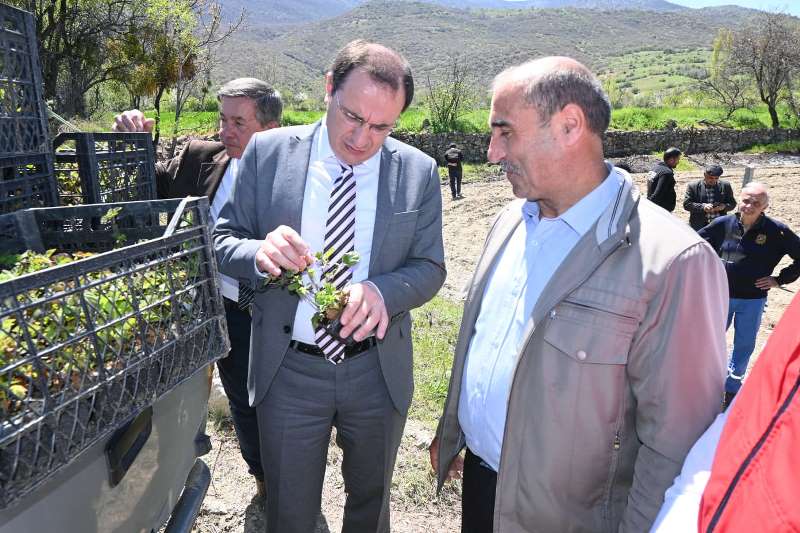 Dikimi Yapılan Böğürtlen Alım Garantili!