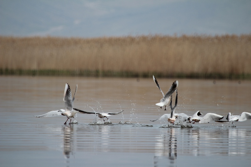 Eber Gölü’ndeki Su Artışı Yüzleri Güldürdü