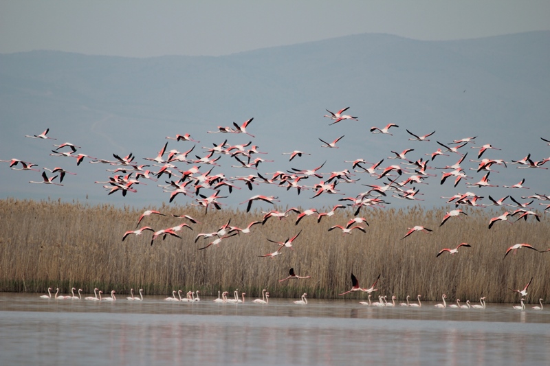Eber Gölü’ndeki Su Artışı Yüzleri Güldürdü