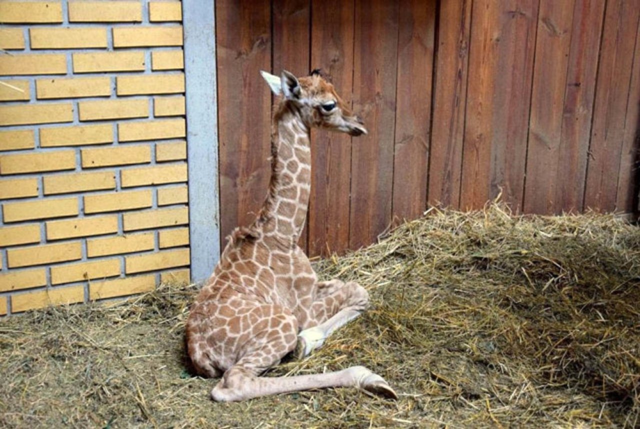 Türkiye’de Doğan İlk Zürafa! Adını Halk Koyacak