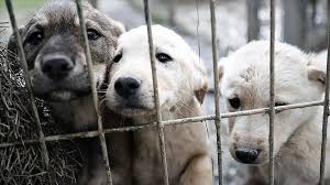 İstanbul Valiliği’nden Belediyelere Sahipsiz Köpek Uyarısı: Süre Verildi!