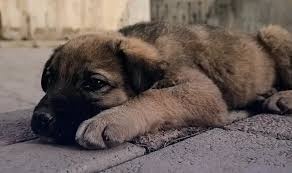 İstanbul Valiliği’nden Belediyelere Sahipsiz Köpek Uyarısı: Süre Verildi!