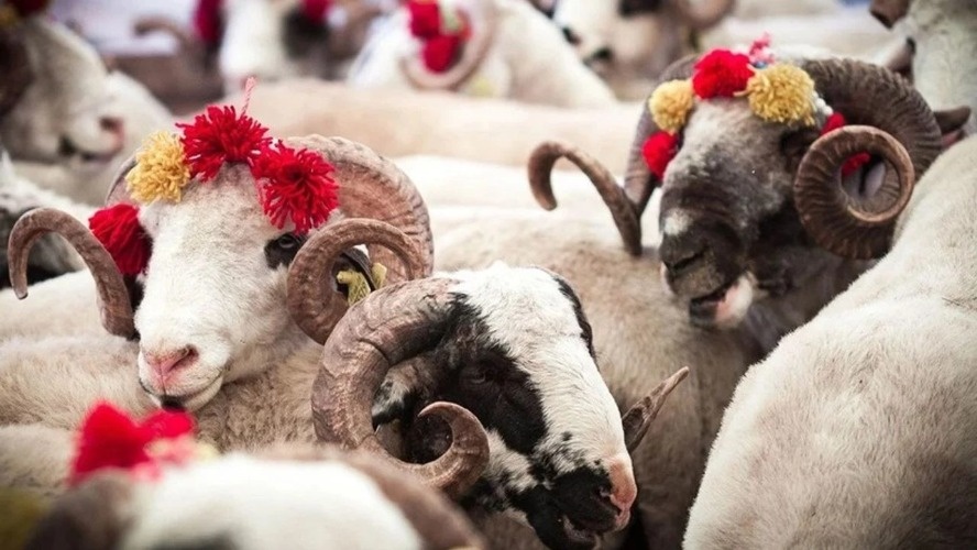 2026 Kurbanlık Fiyatları Küçükbaş Ve Büyükbaşta Güncel Rakamlar