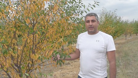 13 bin kiraz ve vişne ağacı susuzluktan kuruyor