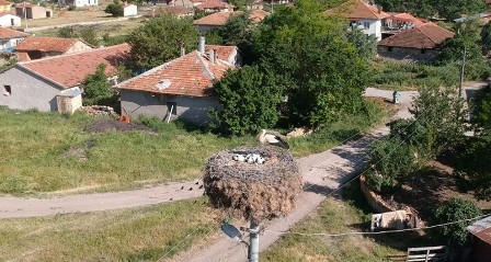 15 yıldır aynı yere yuva yapıyorlar
