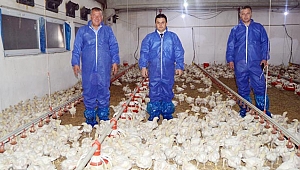 EMEKLİ POLİSİN TAVUKLARI ARAP SOFRALARINDA