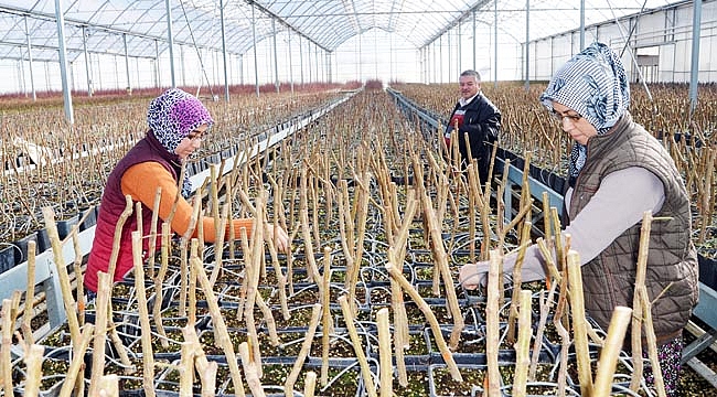 JEOTERMAL SERADA ÜRETİLEN MEYVE FİDANLARI İLGİ GÖRÜYOR