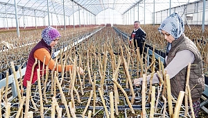 JEOTERMAL SERADA ÜRETİLEN MEYVE FİDANLARI İLGİ GÖRÜYOR